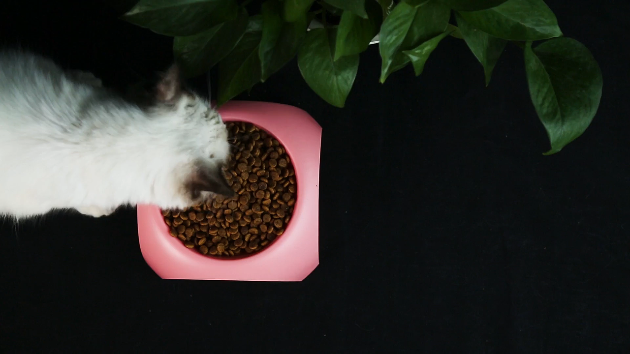 宠物用品视频（图ZMzY2ODcwOTUy） - 产品摄影 - 站酷设计师爱拍视频的姚原创素材 - 站酷ZCOOL