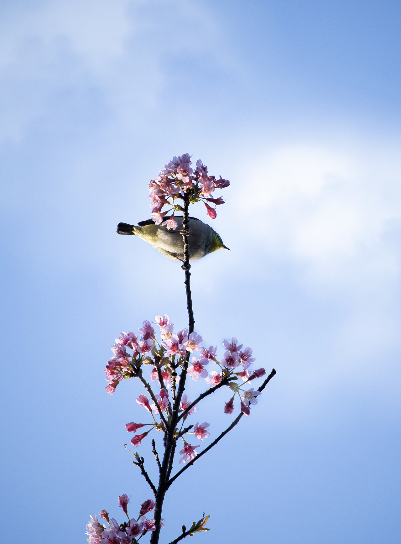 植物（图ZMzMyODQ0MDQ4） - 风光摄影 - 站酷设计师千柚橘原创素材 - 站酷ZCOOL