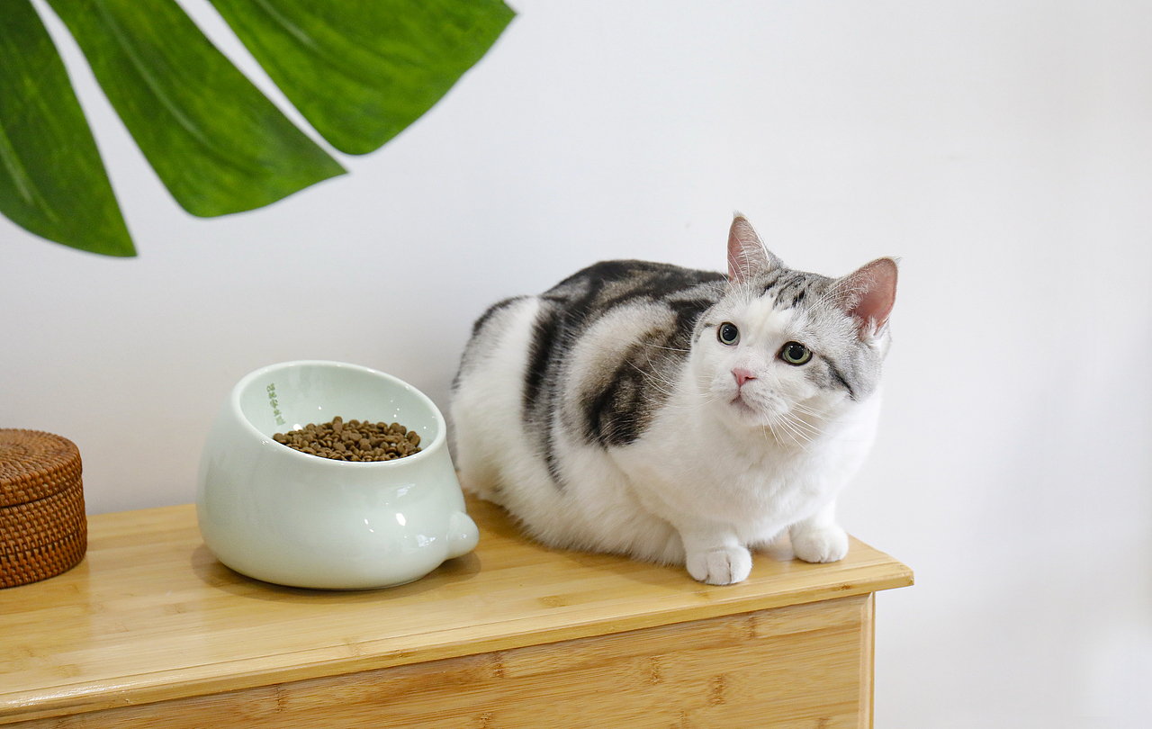猫咪餐具拍摄-宠物与产品的互动