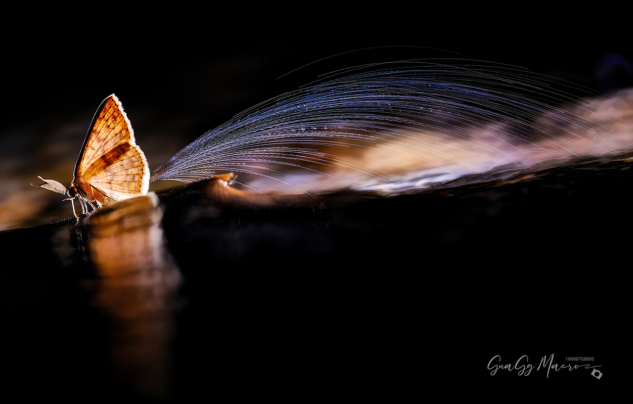 瓜哥生态微距-保护环境 人人有责（图ZMzQ2Nzg5ODQw） - 其他摄影 - 站酷设计师瓜哥微距摄影原创素材 - 站酷ZCOOL