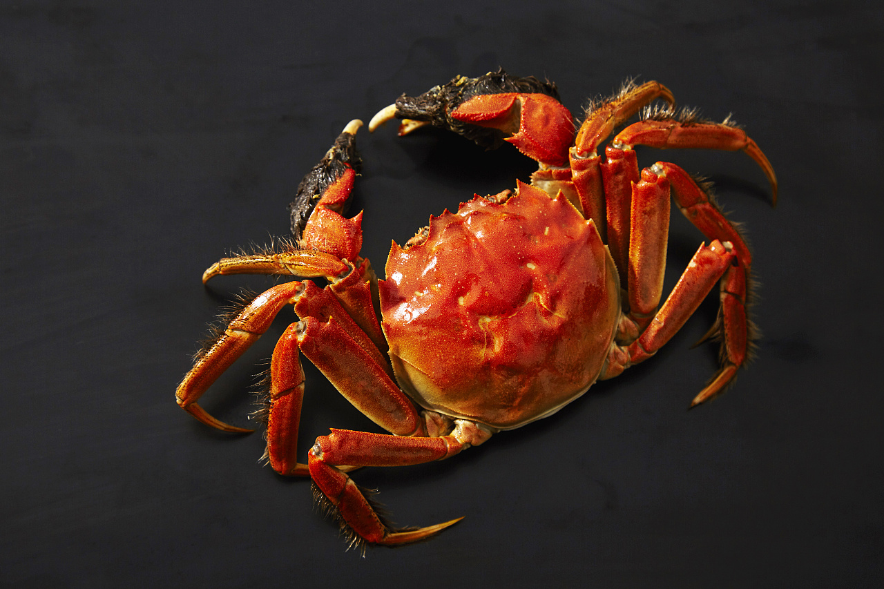 海底世界红蟹螃蟹图片素材-编号14030354-图行天下