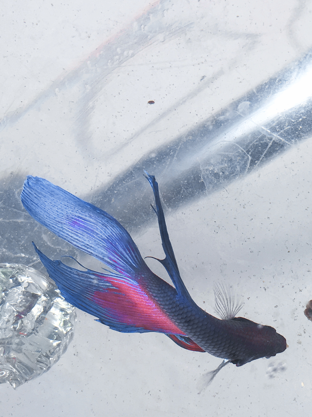 色彩斑斓的孔雀鱼