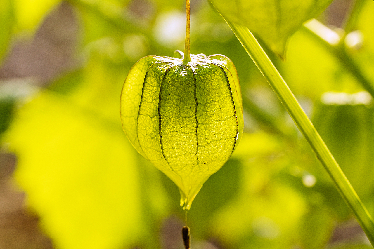 绿意盎然灯笼果（图ZMTg4ODk2ODM2） - 风光摄影 - 站酷设计师大侠彭娜娜原创素材 - 站酷ZCOOL