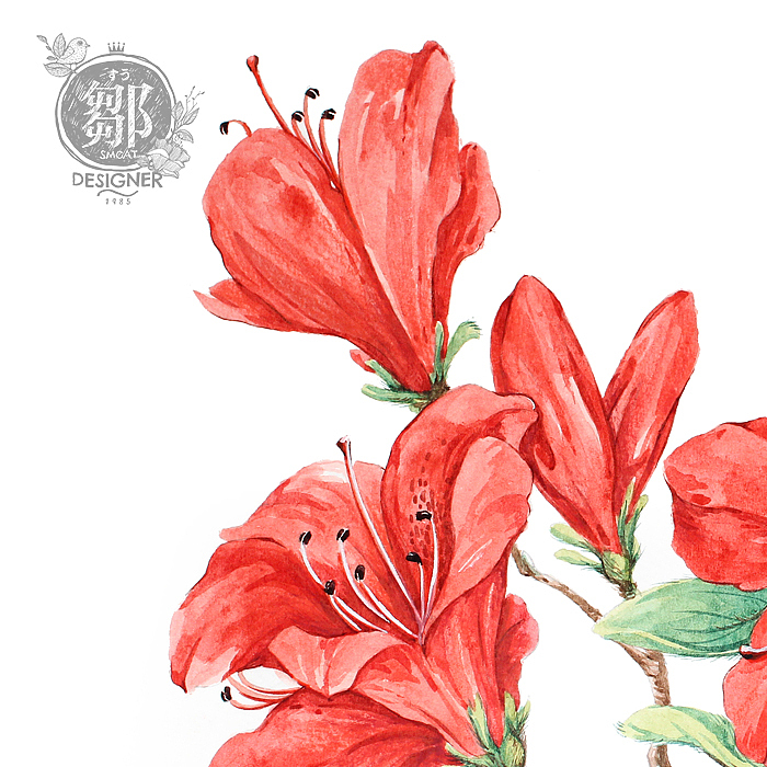 杜鹃花系列映山红