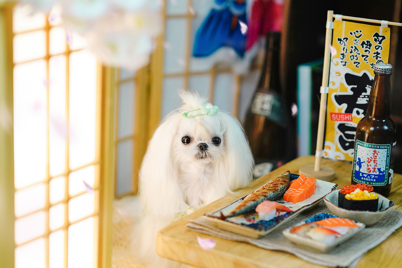 马尔济斯犬合集——宠爱拾光宠物摄影