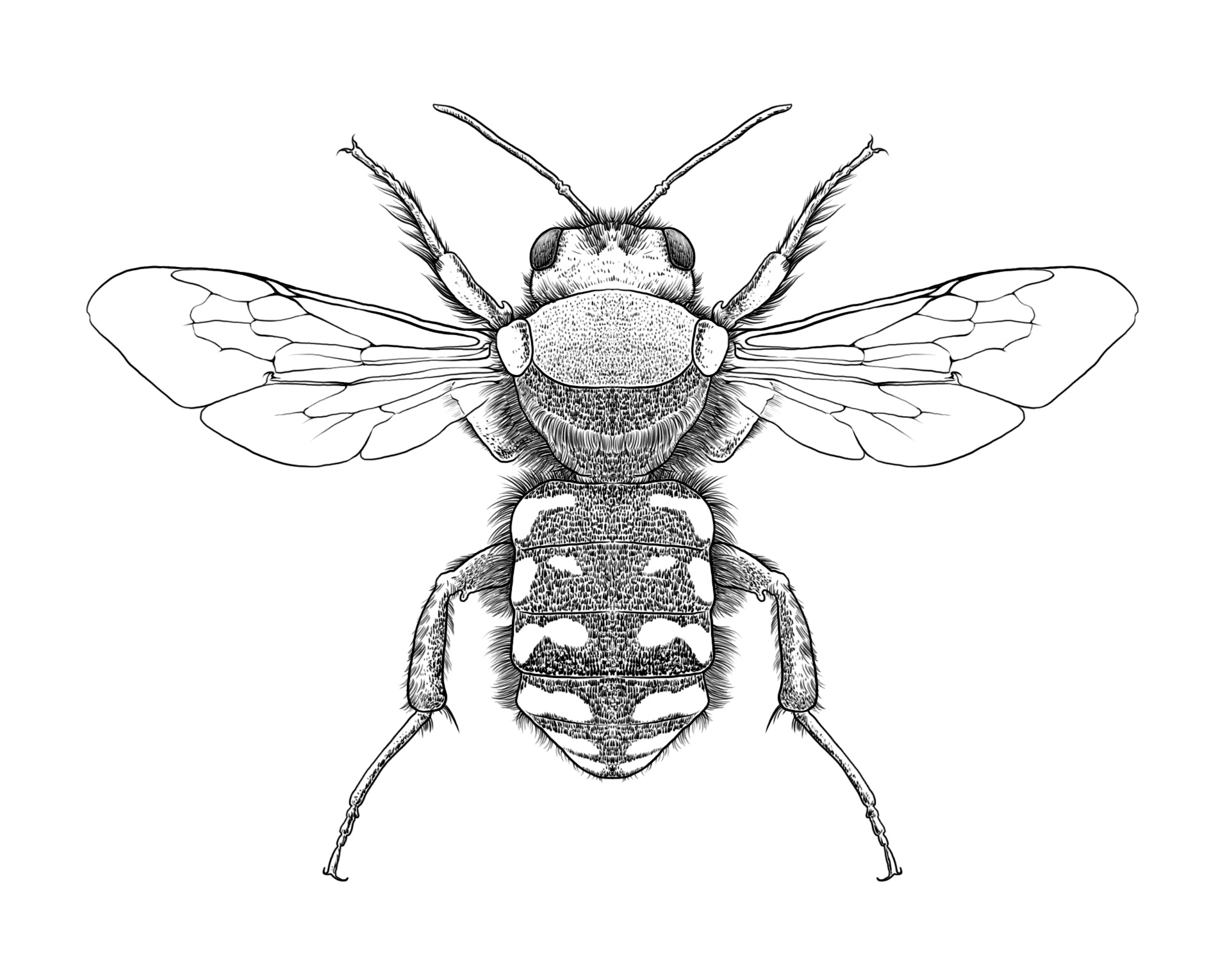 《昆虫记》插图