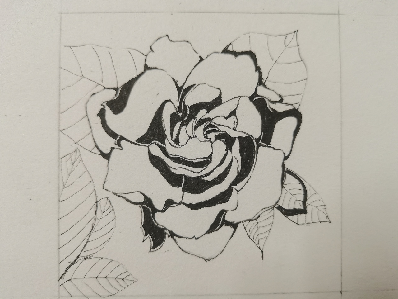 栀子花黑白练习