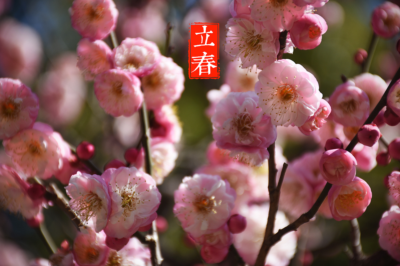 上海游园赏梅（图ZNzAyNzU3NTY=） - 风光摄影 - 站酷设计师村中人翼飞原创素材 - 站酷ZCOOL