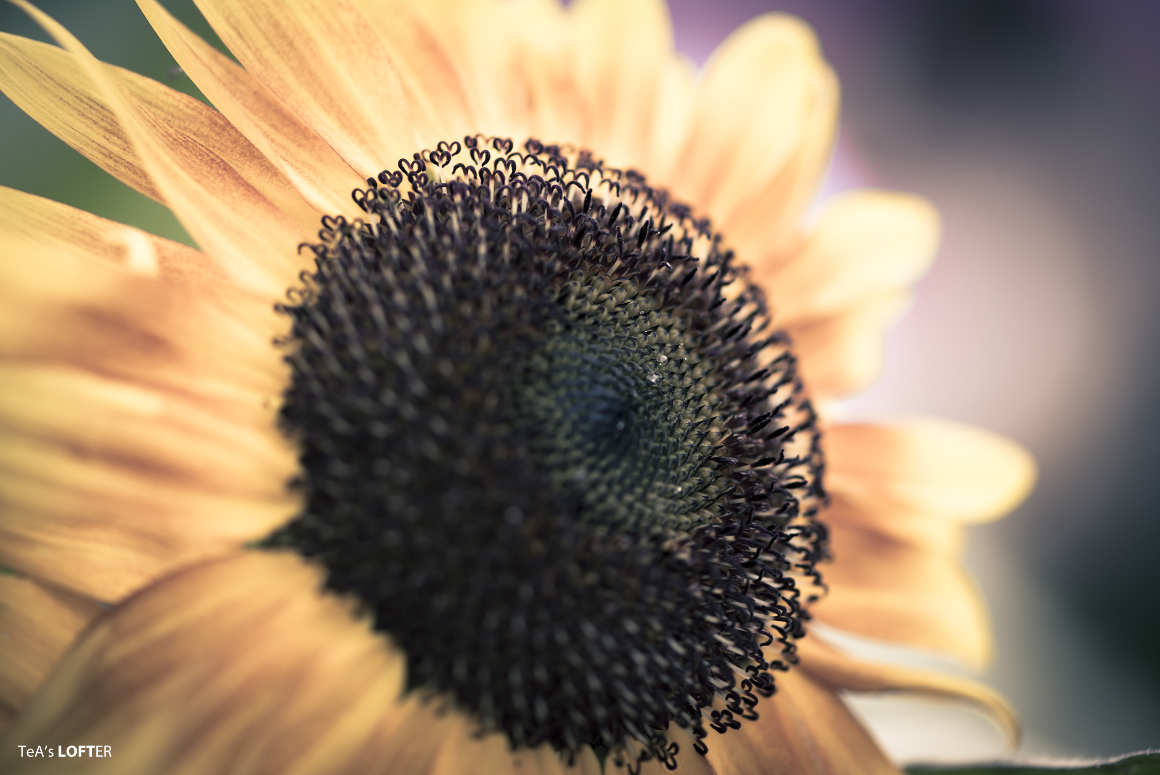 暖洋洋的懒洋洋