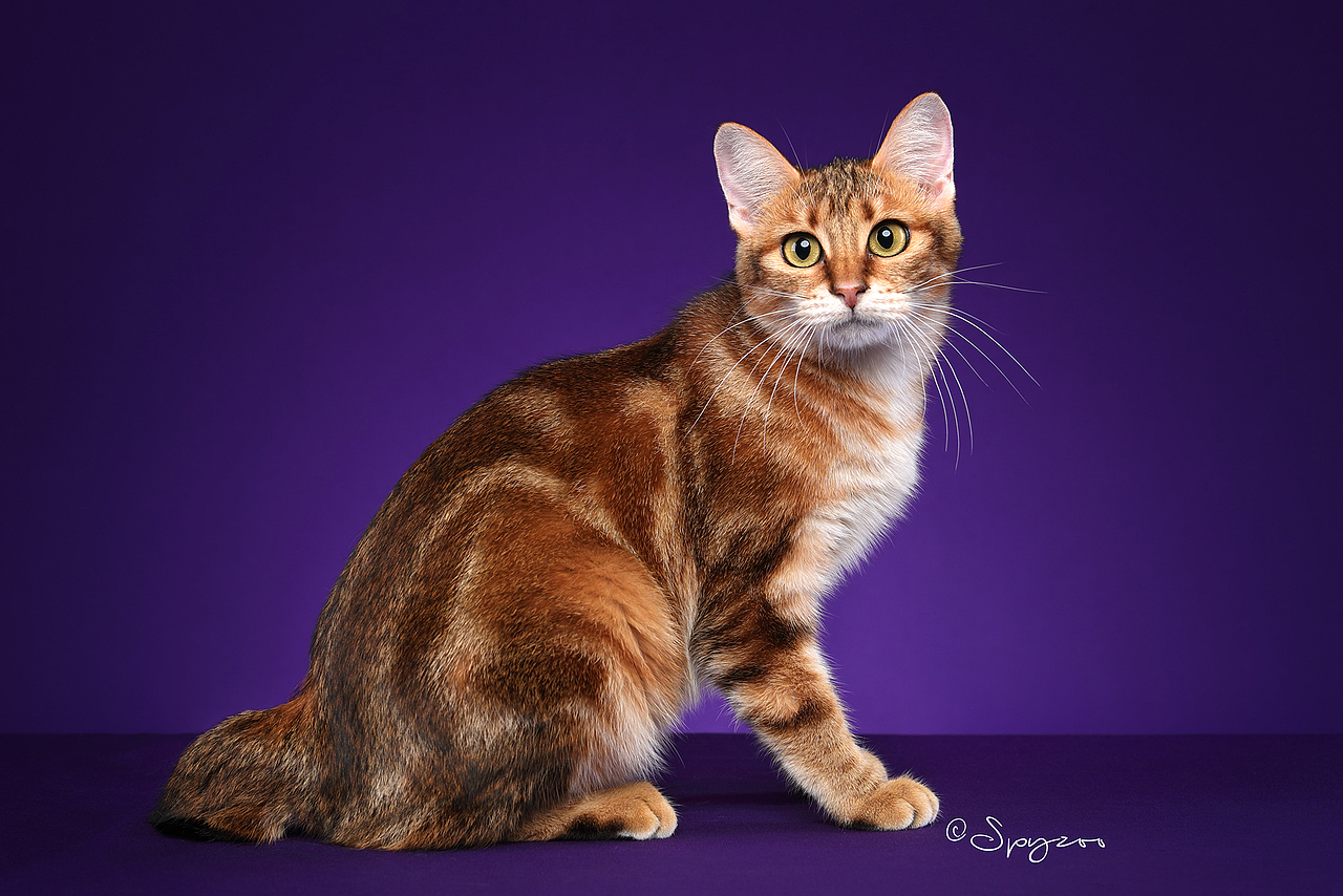 spyzoo大连wcf现场拍摄的千岛短尾猫