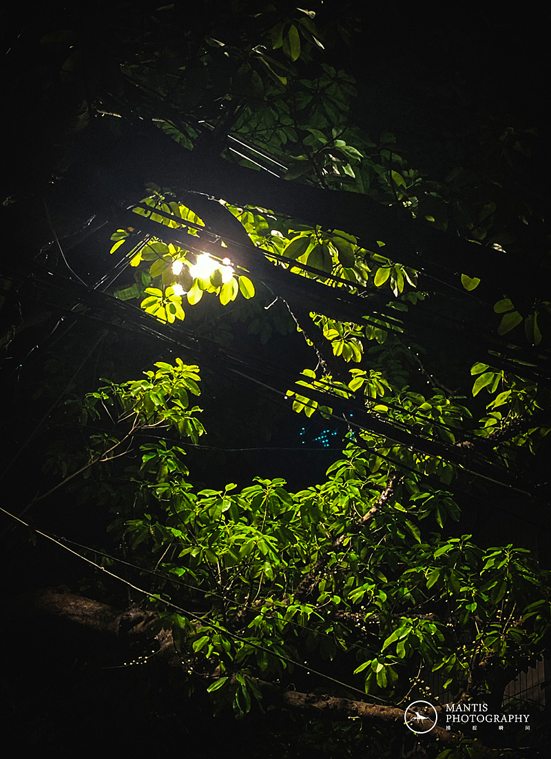 MANTIS 随拍2021（图ZMjgxNjA5Nzcy） - 风光摄影 - 站酷设计师aaa62621185原创素材 - 站酷ZCOOL