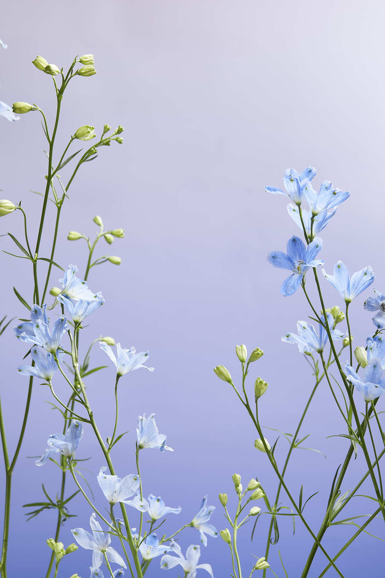 DanielWellington | DW手表（图ZMjU2Njk3ODY0） - 产品摄影 - 站酷设计师愚人斌原创素材 - 站酷ZCOOL