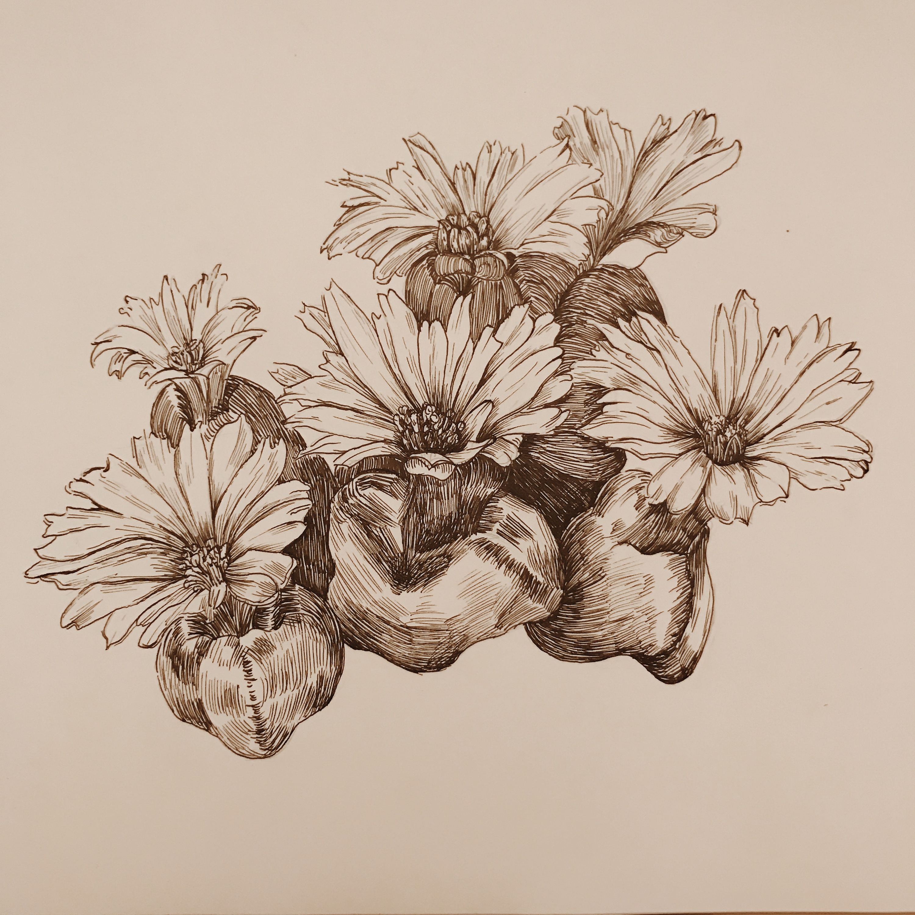 针管笔黑白插画 多肉植物 生石花