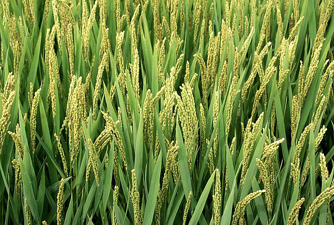 绿沃兴塔有机大米包装设计