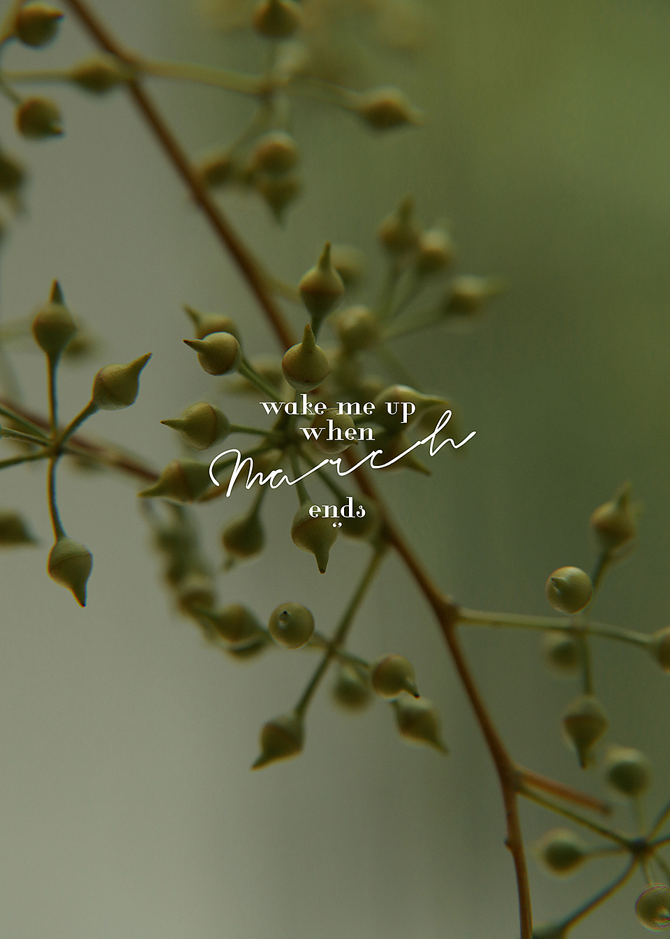 青&红（植物系列）（图ZMjQ1OTg1NTY4） - 风光摄影 - 站酷设计师萩田纪画原创素材 - 站酷ZCOOL