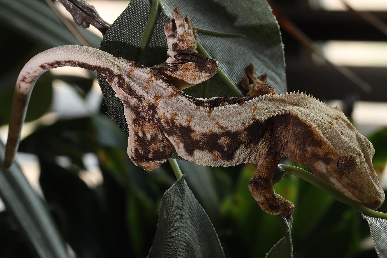 莉莉白3号的日常记录（图ZMjU3OTQwMTI0） - 其他 - 站酷设计师荞麦居士原创素材 - 站酷ZCOOL