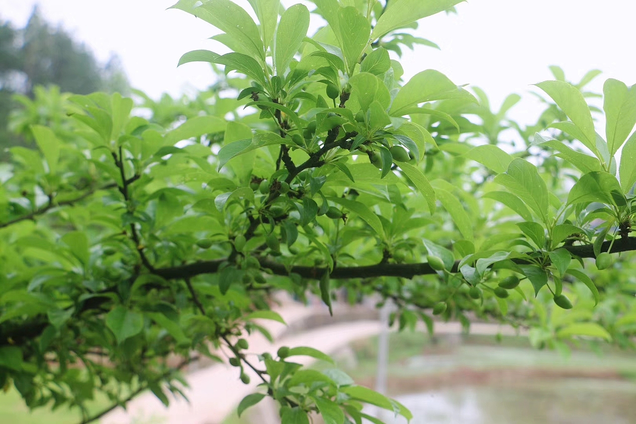 自然之美（图ZMjM2OTc2MjY4） - 风光摄影 - 站酷设计师百变狐狸原创素材 - 站酷ZCOOL
