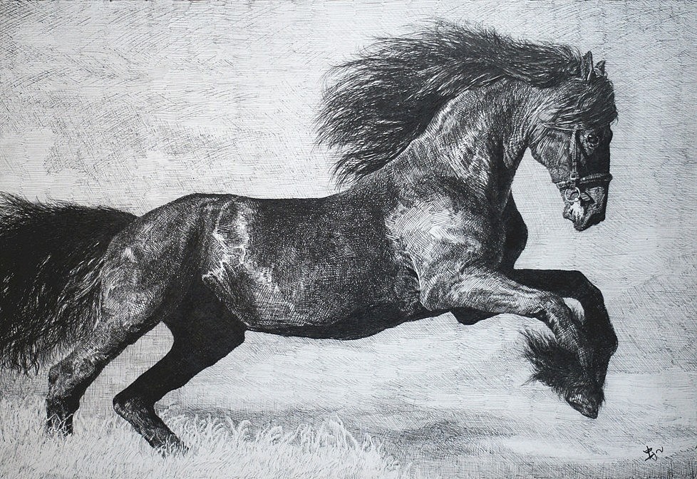 钢笔画-风景和动物