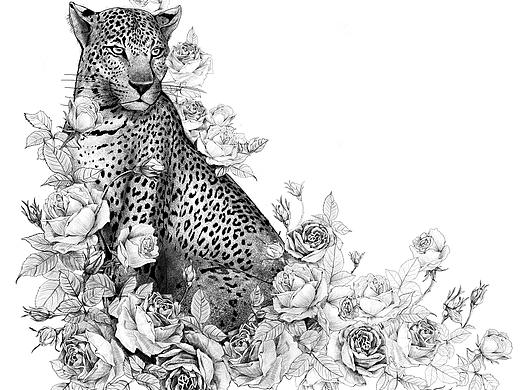 豹子狮子插画
