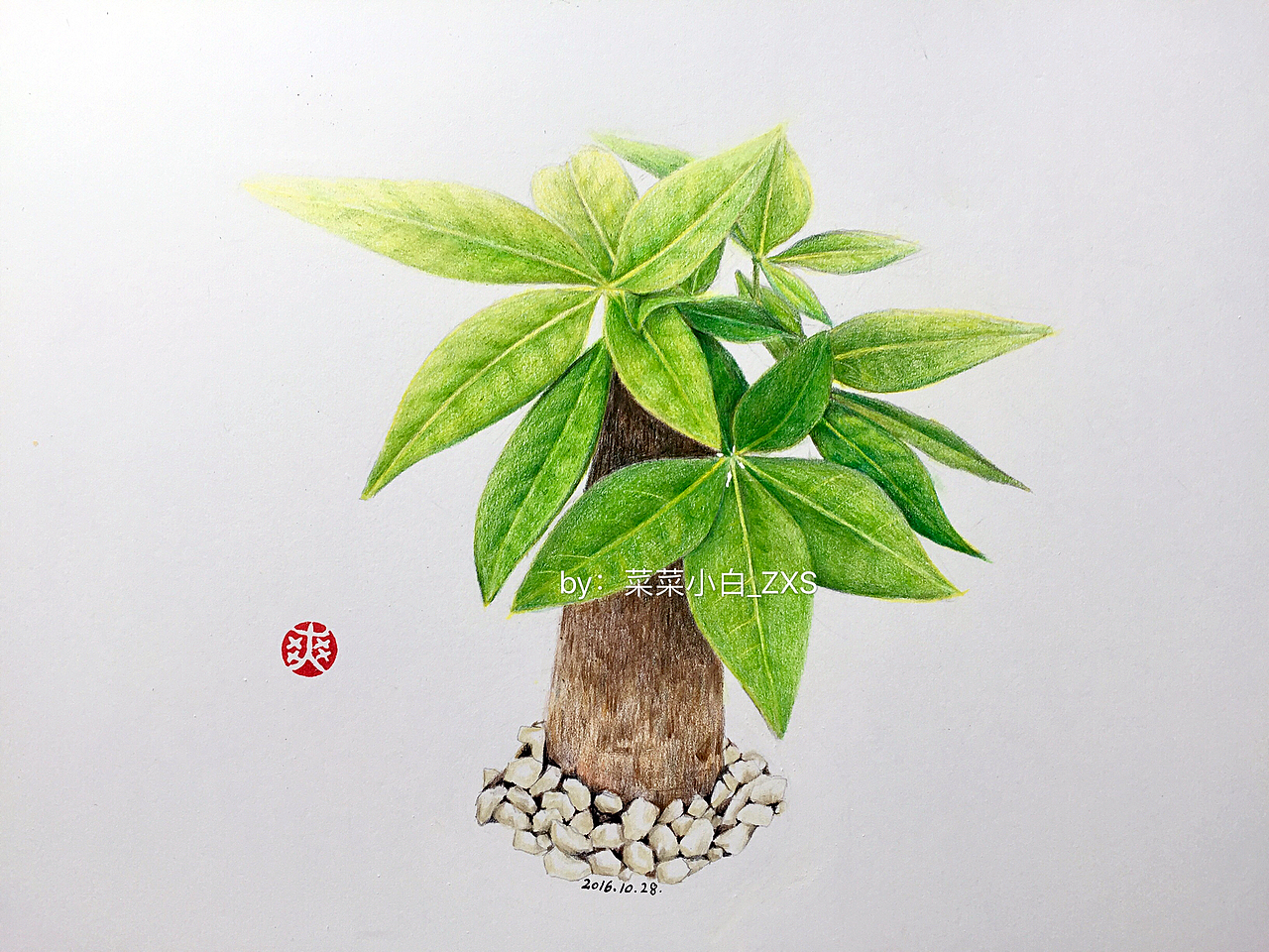 彩铅手绘—发财树