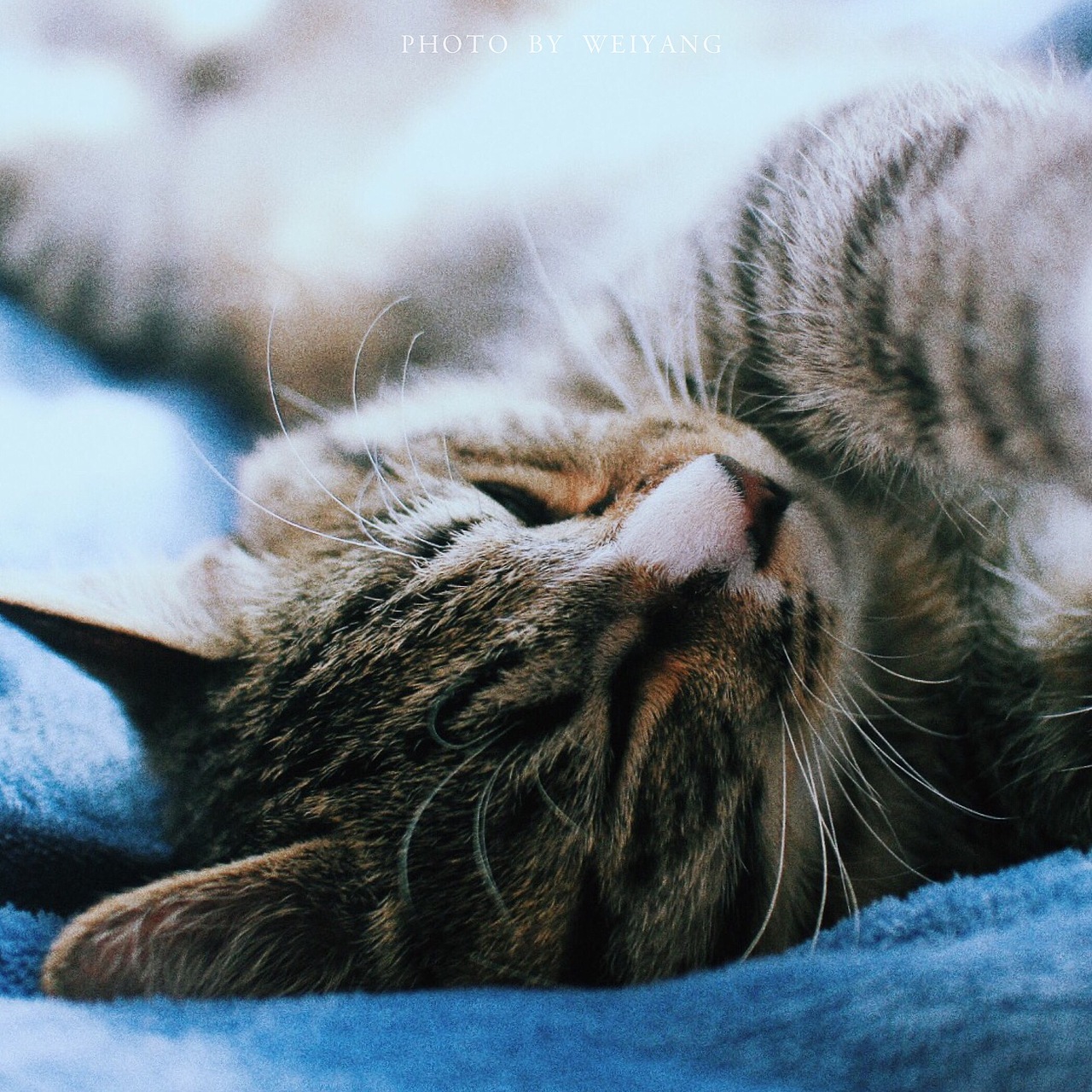 走哥初长成（图ZNjU0NDA3NTI=） - 宠物摄影 - 站酷设计师未央weiwei原创素材 - 站酷ZCOOL