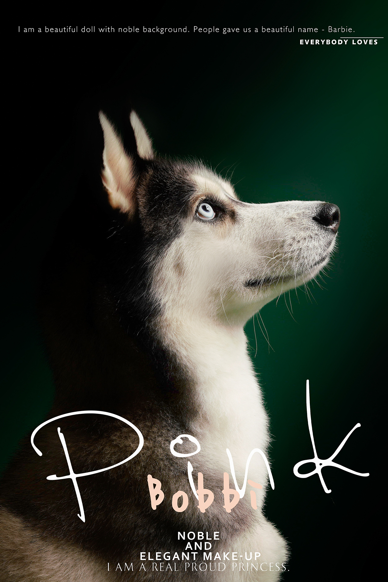 拆家小能手哈士奇合集——宠爱拾光宠物摄影