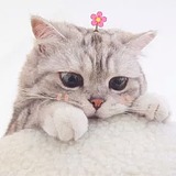 不吃冰淇淋的猫的头像