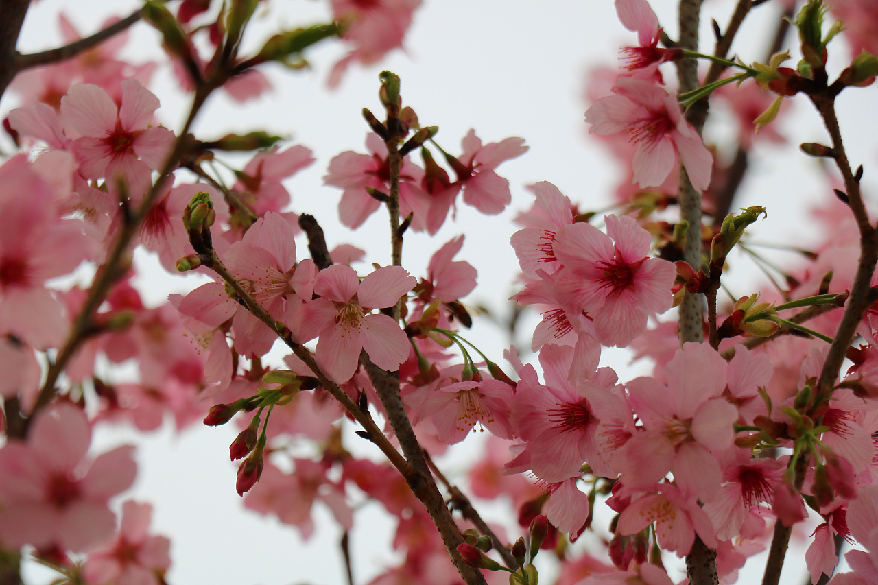 太美了！30000株樱花盛开，这才是淄博最美春天！_齐山