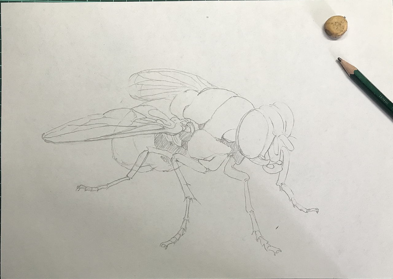 苍蝇（图ZMjI4MzgwNDEy） - 绘画 - 站酷设计师懒猫仔原创素材 - 站酷ZCOOL