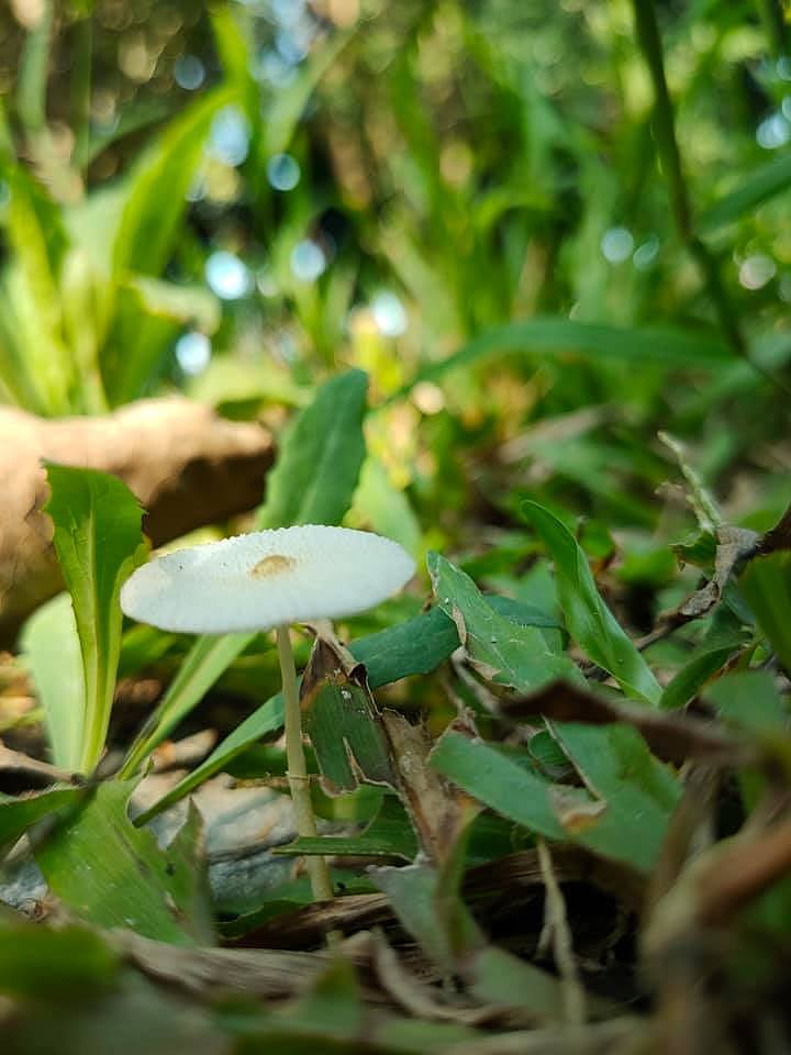 魔菇部落發現菇