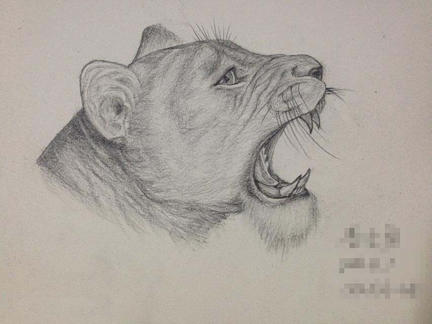 手绘_素描临摹狮头（图ZMzI0ODY1NzI=） - 绘画 - 站酷设计师UI达人原创素材 - 站酷ZCOOL