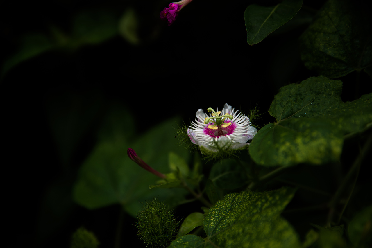花的世界--龙珠花