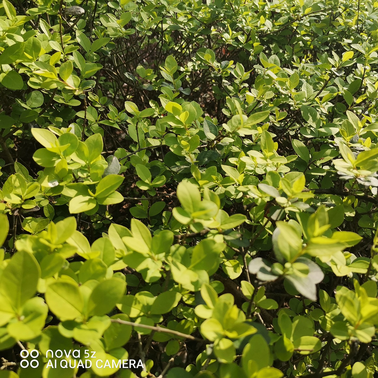 春光美,景观树长出了新芽