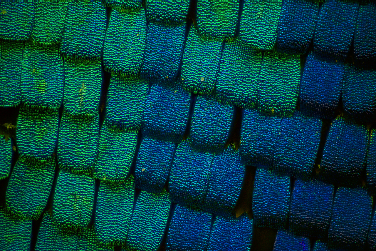 显微镜头下的蝴蝶翅膀