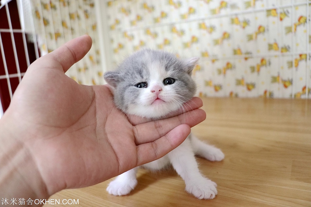 4.英短-三花色-母(二花)