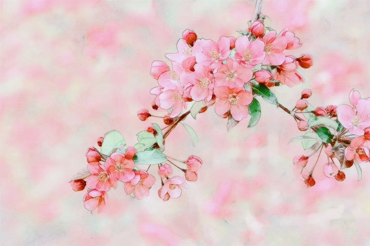 中国风一一海棠花