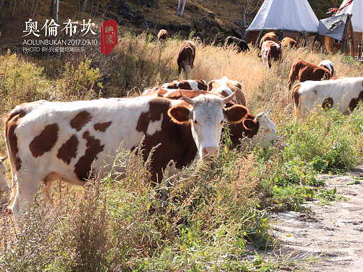 内蒙古兴安盟吃喝玩乐