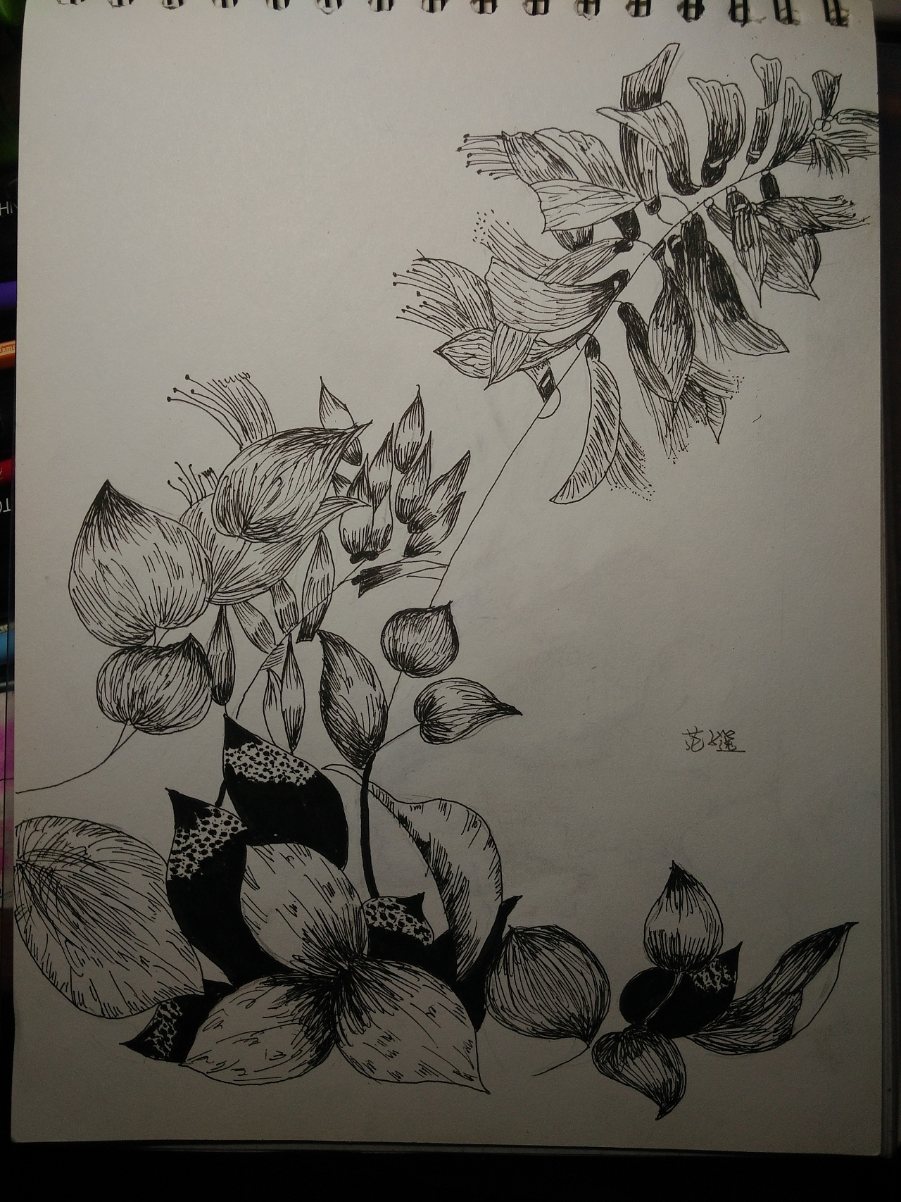 线描花卉|纯艺术|钢笔画|蒋小虫 - 原创作品 - 站酷 (ZCOOL)