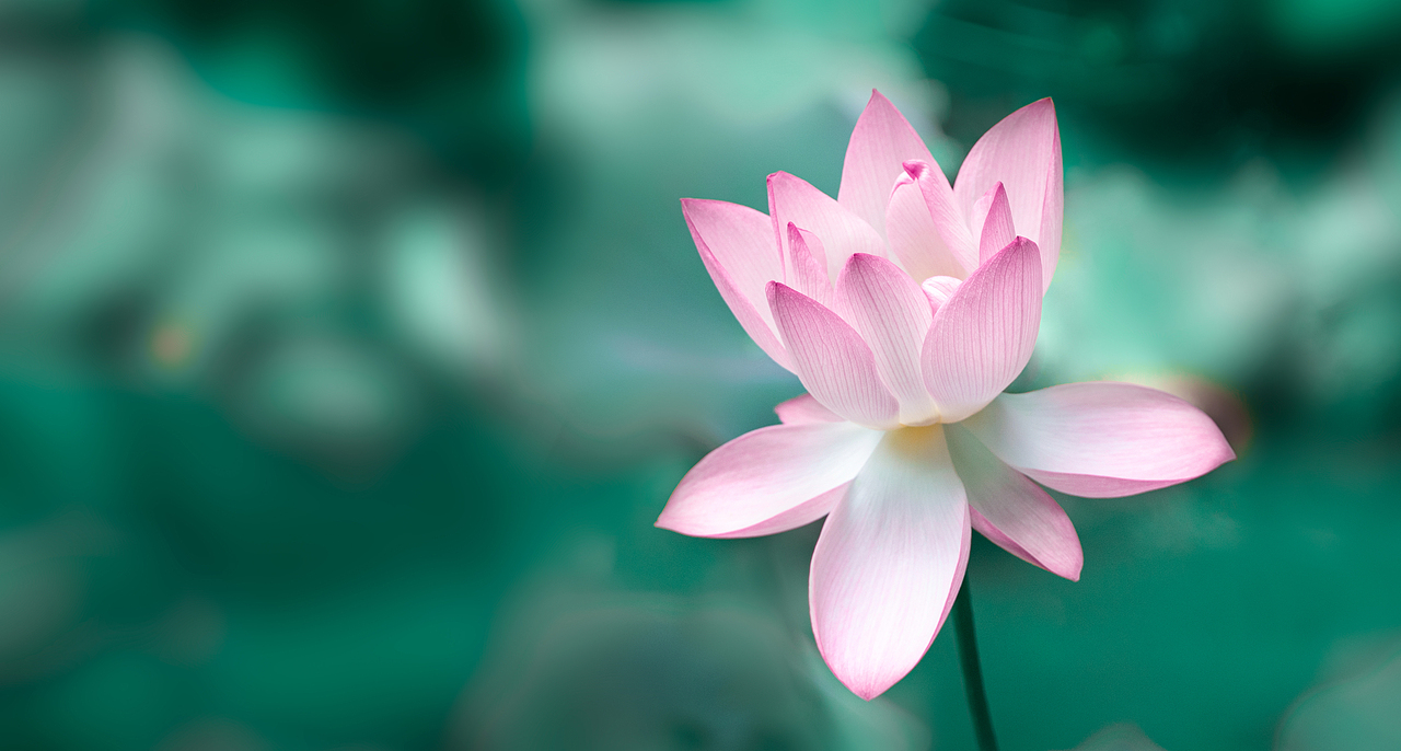 荷花（图ZMjU3Mzc1NzA0） - 其他摄影 - 站酷设计师菲马摄影狸花猫原创素材 - 站酷ZCOOL