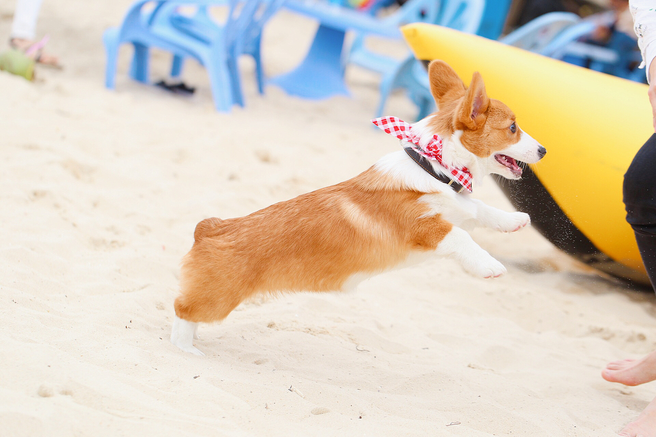 囧字眉的柯基也会笑