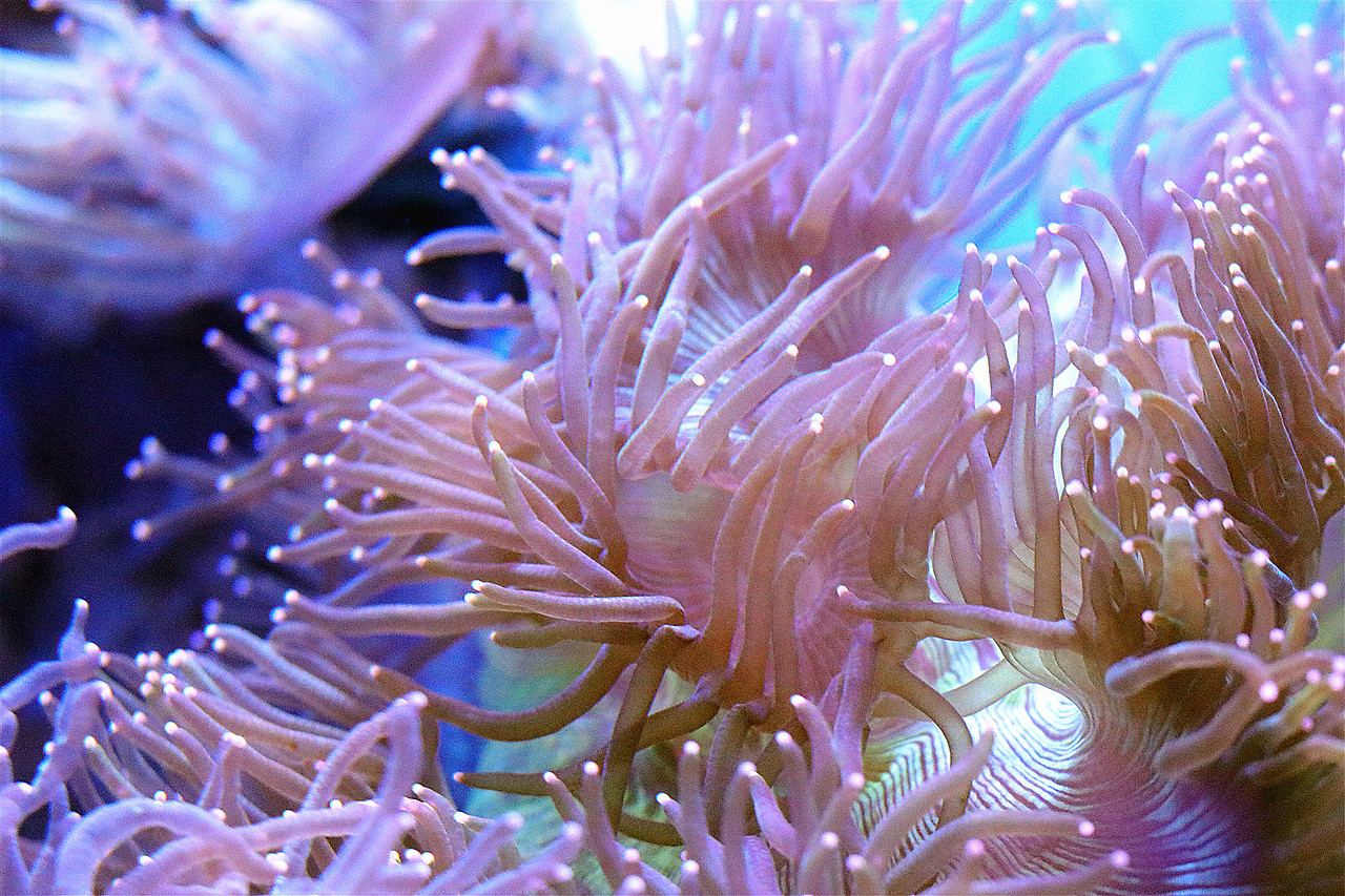 Under the sea