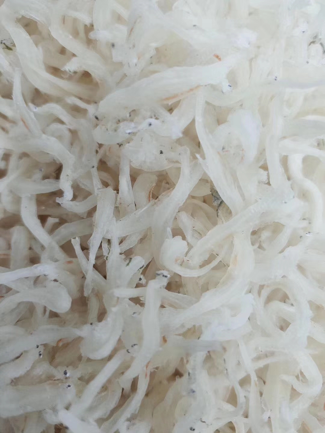 霞浦--杂类鱼各种品种。