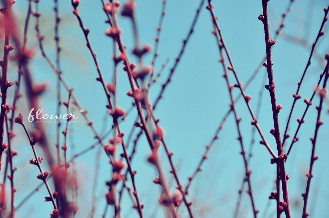 【桜*】 花。by Kylan.FR（圖ZMjY1MzgzMg==） - 風(fēng)光攝影 - 站酷設(shè)計(jì)師Kylan原創(chuàng)素材 - 站酷ZCOOL