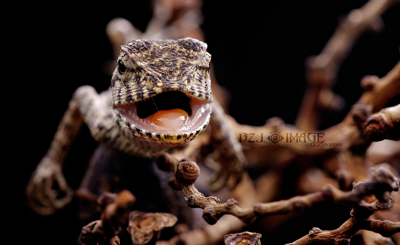 生态微距,各种常见昆虫望大家喜欢,,,