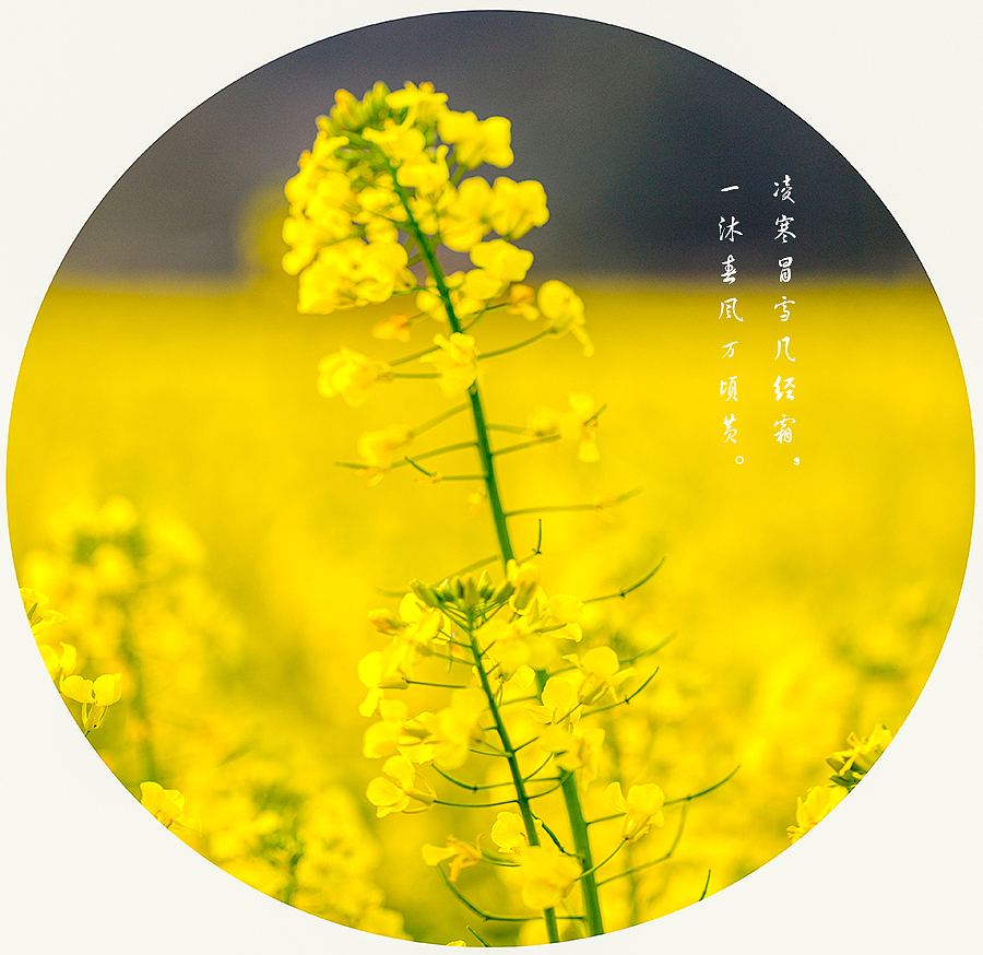 菜花（图ZNDUxMzI1NzI=） - 风光摄影 - 站酷设计师啓之的摄影观原创素材 - 站酷ZCOOL