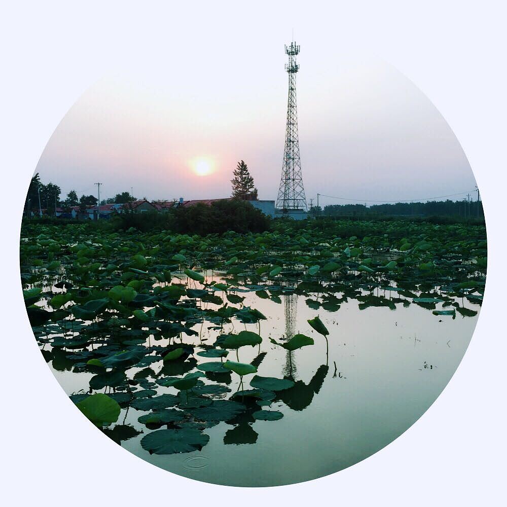 村头的荷塘在夕阳的余晖下,闪着金色的光芒,一阵微风吹过,空气中散发着阵阵荷叶的清香