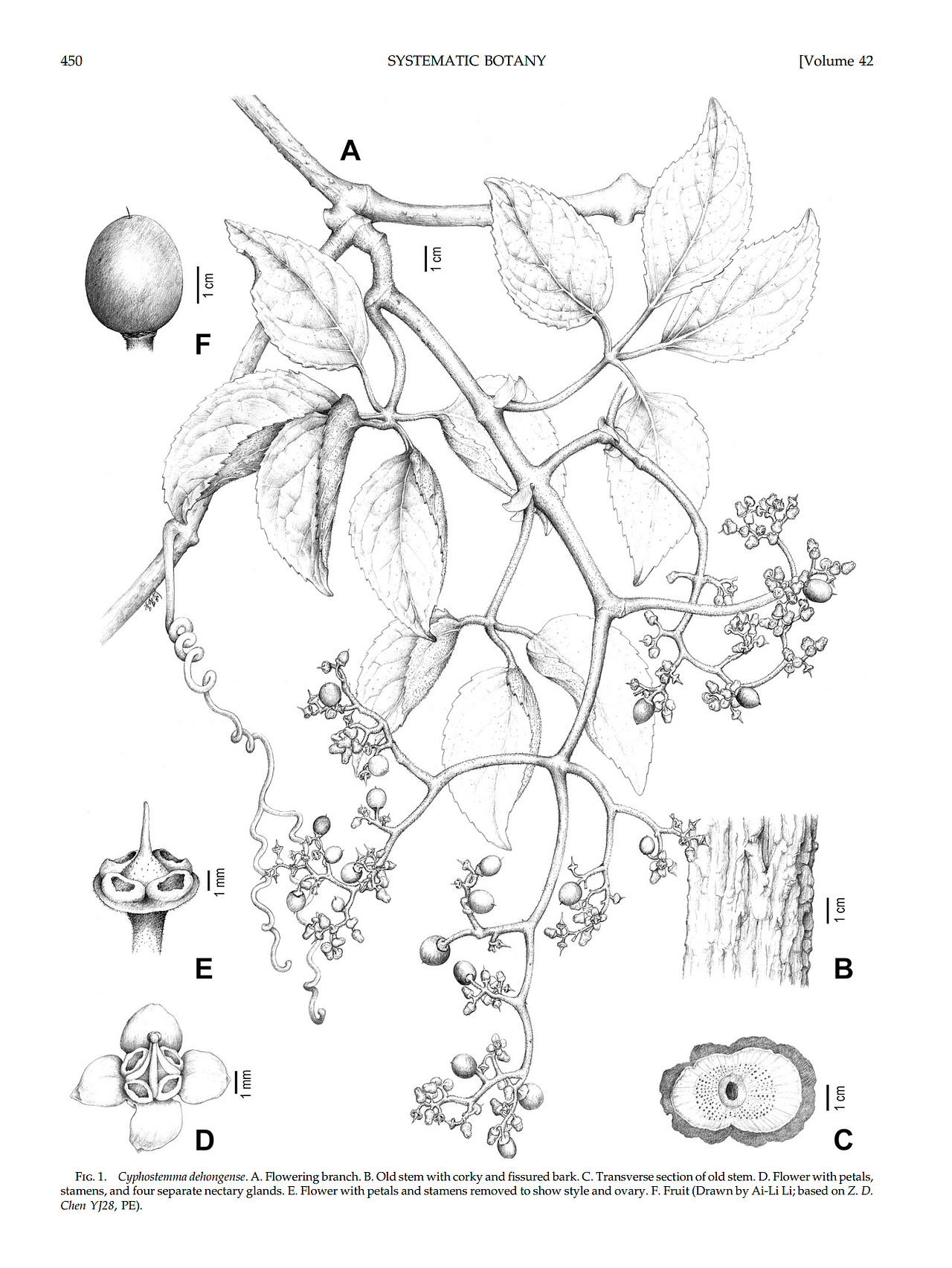 德宏葡萄瓮 —SystematicBotany(2017),42(3) 科学插图