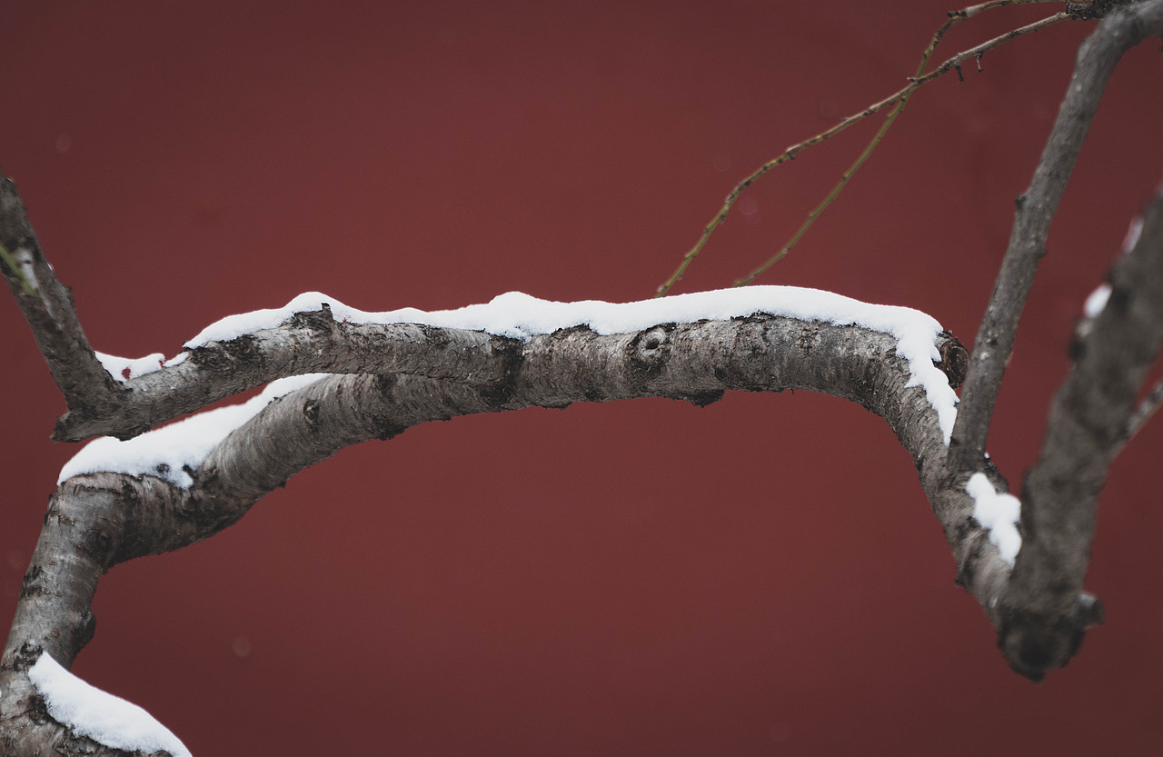 北京2022.1.22雪（图ZMjg2MTQ5MTgw） - 风光摄影 - 站酷设计师雷十三摄影原创素材 - 站酷ZCOOL