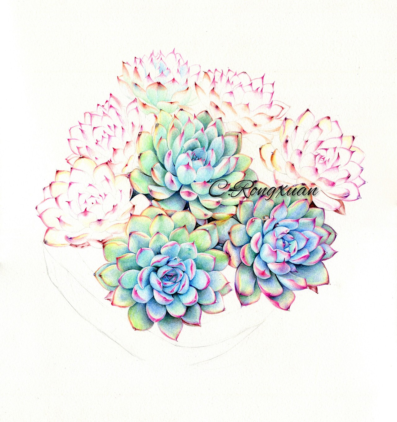 【溶萱手绘——彩铅多肉】荷花（图ZNTU3Nzg5Mjg=） - 绘画 - 站酷设计师溶萱原创素材 - 站酷ZCOOL