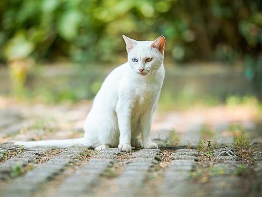 寻猫集87